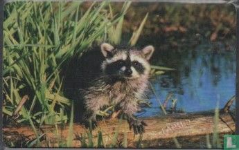 Raccoon - Image 1