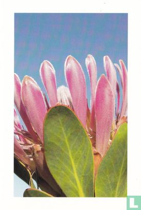 Bloemen: Suikerbossie: Protea