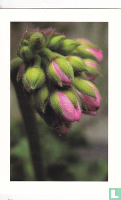 Bloemen: Wilde geranium: Pelargonium