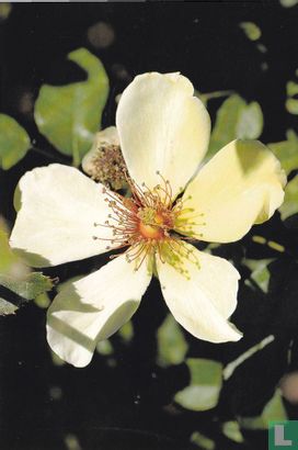 Bloemen: Wilde roos
