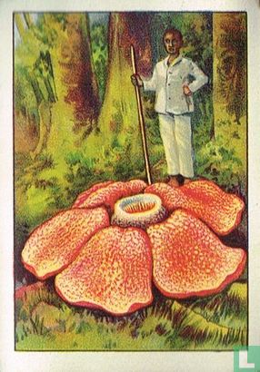 Rafflesia arnoldi - Image 1
