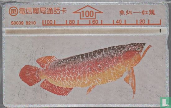 Fish - Bild 1