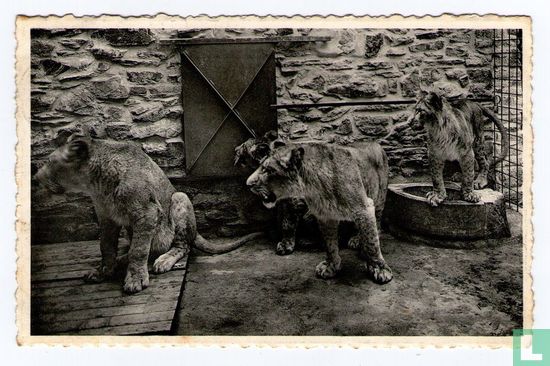 Jardin Zoologique de Spa - Les Lions - Afbeelding 1