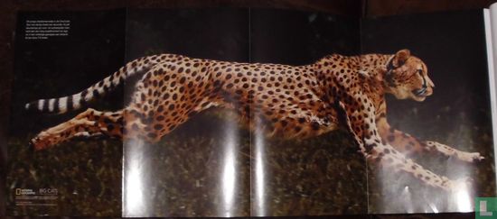 Cheetah uitklapposter - Afbeelding 1