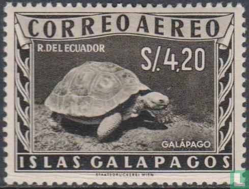Galapagos Islands Turtle