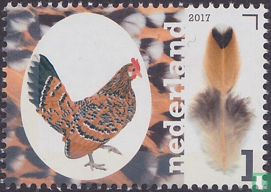 Dutch chicken breeds - Dutch kriel