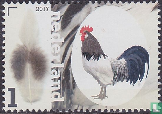 Dutch Lakenvelder Chicken Breeds-