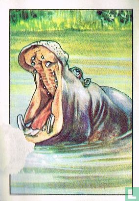 Nijlpaard - Afbeelding 1