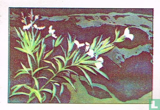 Rode oleanderbloemen - Afbeelding 1