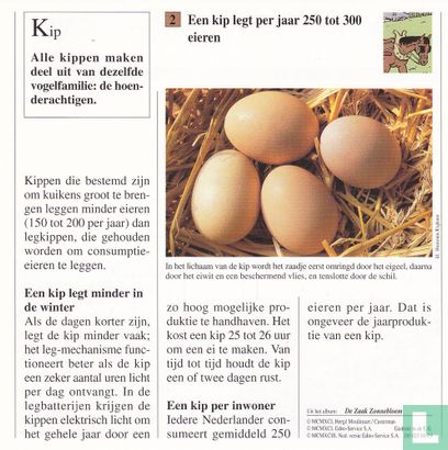 Huisdieren: Hoeveel eieren legt een kip per jaar? - Image 2