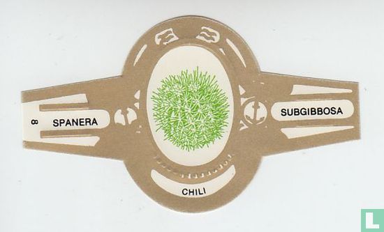 Chili - Subgibbosa - Afbeelding 1