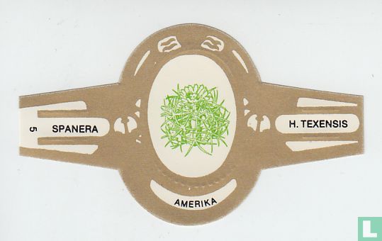 Amerika - H. Texensis - Afbeelding 1