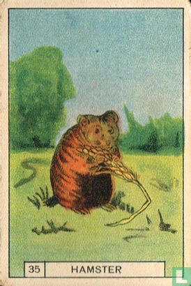 Hamster - Bild 1