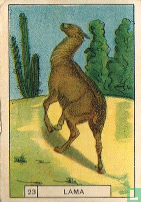 Lama - Image 1