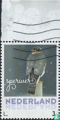 Winter birds - Eurasian Sparrowhawk - Image 2