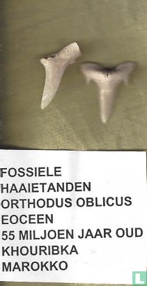 Haaientanden - Orthodus Oblicus - Eoceen