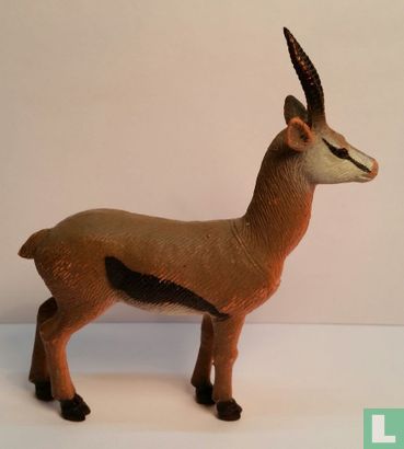 Gazelle 