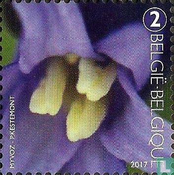 Common Bluebell Anters