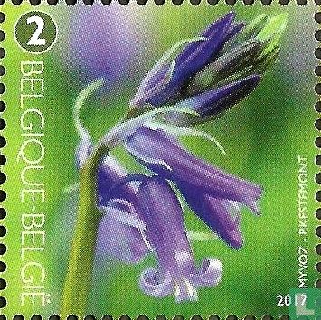 Flowering common Bluebell