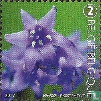 Common Bluebell Perianth