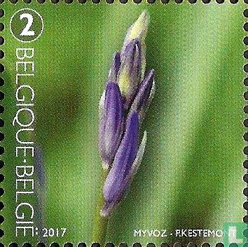 Common Bluebell in Bud