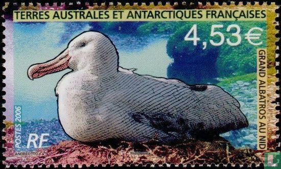 Albatrossen nestelen Kelguelen