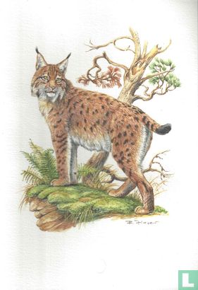 Zoogdieren - Lynx