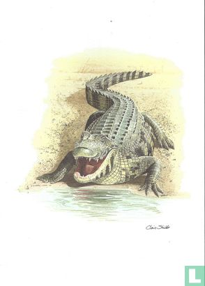 Reptielen - Nijlkrokodil