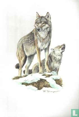 Zoogdieren - Wolf