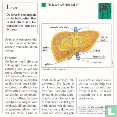 Menselijk Lichaam: Hoe heet de stof die wordt afgescheiden door de lever? - Image 2