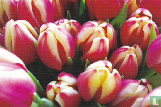 Bloemen: Tulp