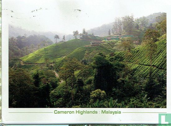 Cameron Highlands: Malaysia