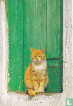 Felis catus - Afbeelding 1