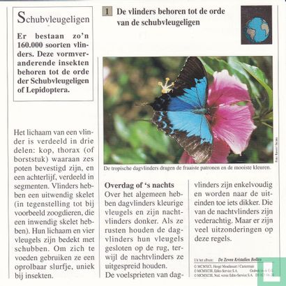 Natuurlijke Historie: Tot welke orde behoren de vlinders? - Image 2