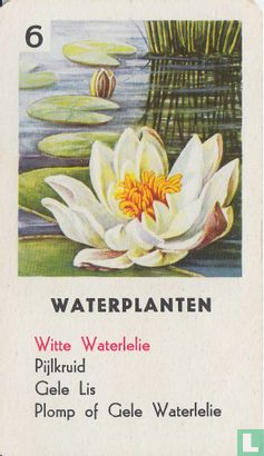 Witte Waterlelie - Afbeelding 1