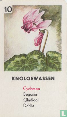 Cydamen - Image 1