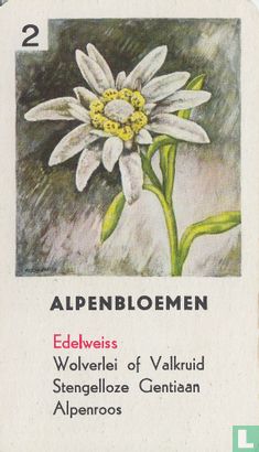 Edelweiss - Bild 1