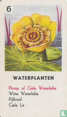 Plomp of Gele Waterlelie - Afbeelding 1