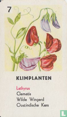 Lathyrus - Afbeelding 1