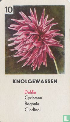 Dahlia - Image 1