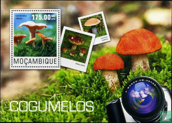 Champignons