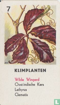 Wilde Wingerd - Bild 1