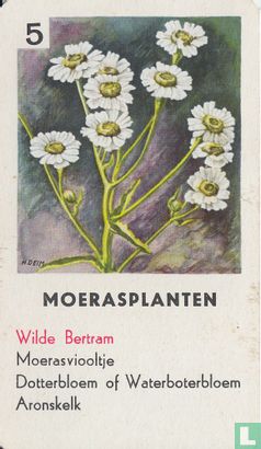 Wilde Bertram - Bild 1