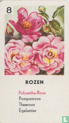 Polyantha-Roos - Image 1