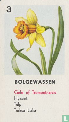 Gele of Trompetnarcis - Image 1