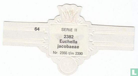 Euchella jacobaeae - Bild 2