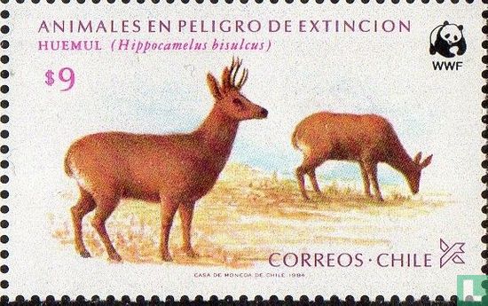 South Andean Deer