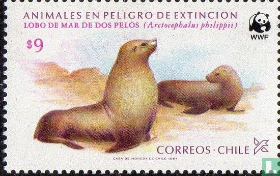 Juan fernández fur seal