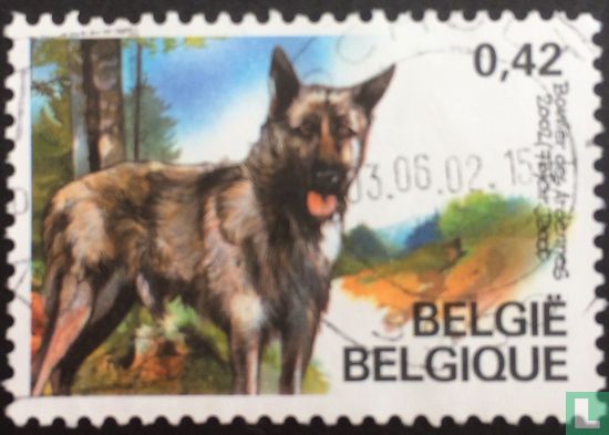Belgian breed dogs 