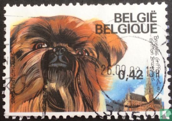 Belgian breed dogs 